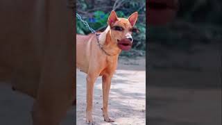 Hãy cầm 4 tỷ và tránh xa tao ra #funny #funnyvideo #haihuoc #vuinhon #short