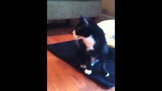 Feline Stroke Florence the Cat by Ask the Cat Doctor 42,123 views 12 years ago 3 minutes, 13 seconds