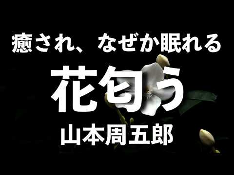 【山本周五郎　花匂う】幼なじみの多津が結婚する相手に隠し子があることを教えようとした直弥だが、どたん場で言うのをやめてしまう。そして...