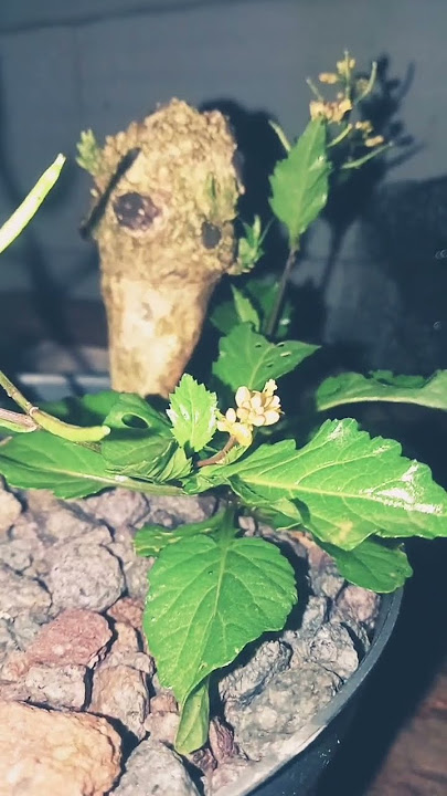 Download lagu baca solawat ini 7x insya Alloh hajatmu terkabul amin,#nature #shorts #shorts #shorts