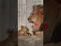 ライオンの王様アース🦁💕二人の王子に慕われる優しいパパ｜のんほいパーク #shorts
