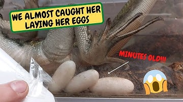 Sailfin Dragon Lays More Eggos, Shop Flood Again, New Arrive Up Date (Snake Island Exotics)