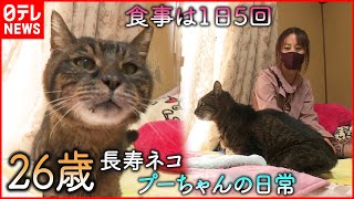 【長寿ネコ】人なら120歳!?  プーちゃんと飼い主の悠々自適な日常　高知　NNNセレクション【26-years-old cat (120 years old as for a human)】