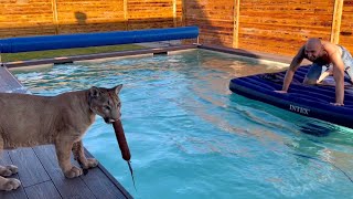 How we tried to lure the puma Messi into the pool!