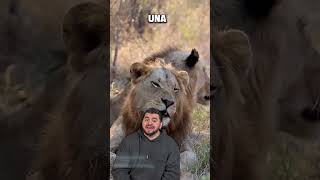 ¿Qué hace a un animal un DEVORADOR DE HOMBRES?#animals #tigre #lion #leones #león