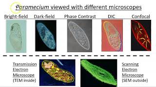OS Ch 2 Part 2 Microscopy