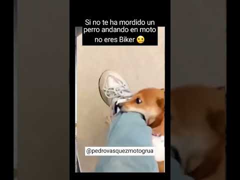 perro muerde a