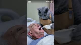 Ce Chat Médecin 😢 Travaille Dure Et Nourrit Sont Patron.😭😭