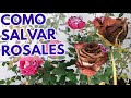 rosas rosales como salvar de la marchitez  CHUYITO JARDINERO