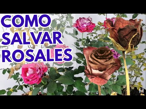 Video: Rosas a prueba de venados: cómo prevenir el daño de los venados a los rosales