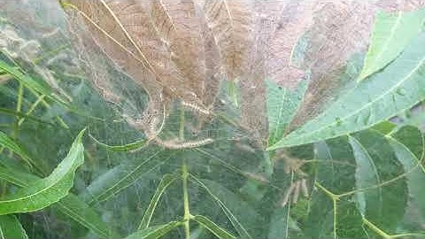 Texas Webworms Web Worms Tree Parasites