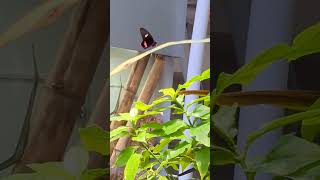 In the butterfly garden part 3
