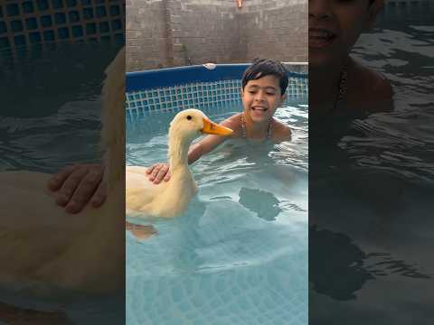 البطه تسبح وي بلونه