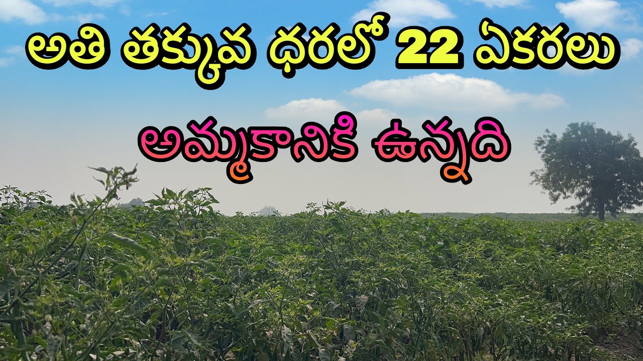 అతి తక్కువ ధరలో 22 ఎకరాల బొప్పాయి తోట SALE 😲 | మంచి ఇన్వెస్ట్‌మెంట్ ఈ అవకాశాన్ని మిస్ అవ్వకండి 