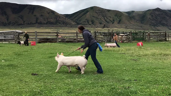 Hog Showmanship