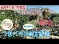 【シュートを出させる】つるバラの花後の剪定【６月中に！】