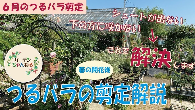 シュートを出させる つるバラの花後の剪定 6月中に Youtube シュートを出させる つるバラの花後の剪定 6月中に Youtube