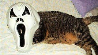 РЖАЧ! угарные картинки с котами/ Приколы с кошками РЖАЧ! угарные картинки с котами/ Приколы с кошками