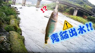 暖暖釣遊｜ 基隆河主流溪哥紅貓青貓石賓出水咬況佳！ 