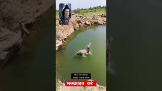 गाय गिरी पानी मे 😱😱 #cow #mahadev #mahakaal #shortsfeed #viral