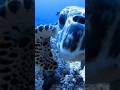 the beautiful underwater world of the Red Sea #animals#nature#shorts