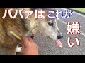 老犬、ブラッシングからの・・・
