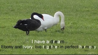 Ebony and Ivory, live together in perfect harmony. International Day against Discrimination.