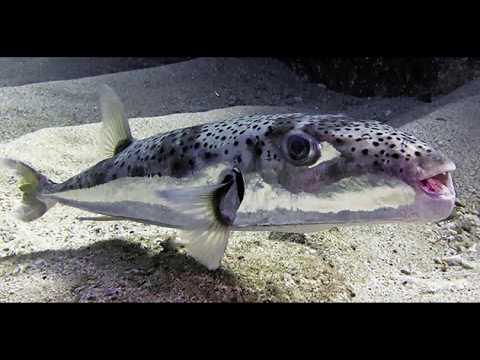 Vidéo: Requins d'eau salée