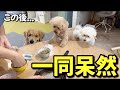 【一同呆然】温厚な犬が我を忘れてとんでもない行動に...笑