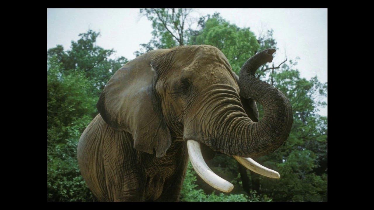 Звук слоника