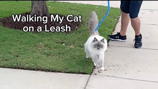 Walking My Cat on a Leash