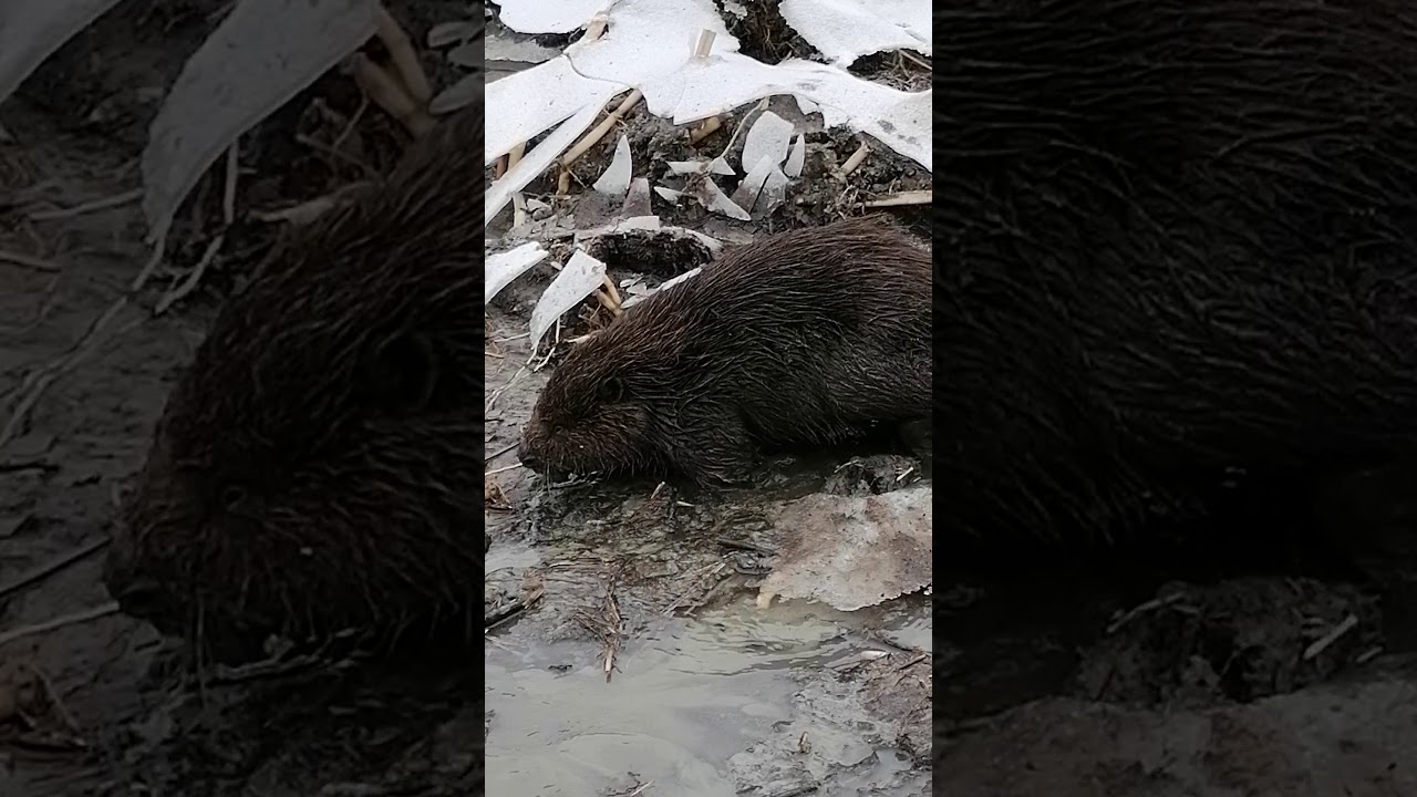 Видео кричащего бобра. Бобёр орёт в горах видео.