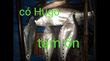 Cắm câu thác lác cườm, cuộc chiến mưu sinh#tuanvlogs#camcauthaclaccuom#