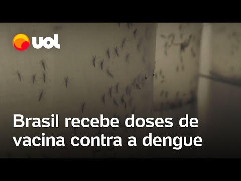 Vacina contra a dengue: Brasil recebe primeiras 750 mil doses ; vacinação começa em fevereiro