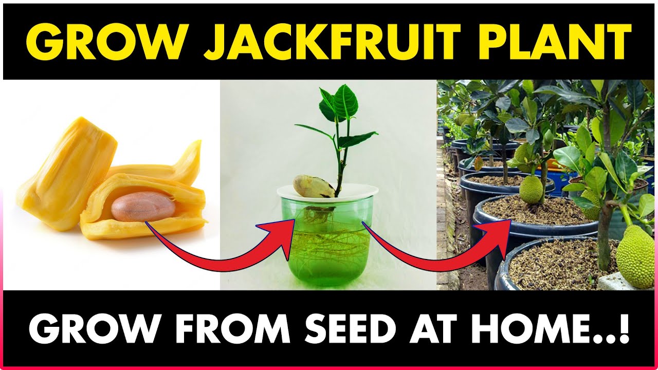 How To Grow Jackfruit Plant From Seed At Home Youtube
