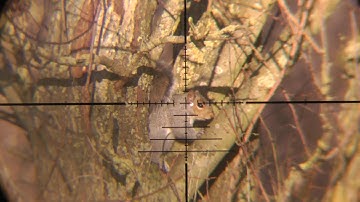 Pest Control with Air Rifles - Squirrel Shooting - Using My New Mobile Hide