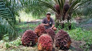 Panen Sawit Tn 1.Tidak Di Ragukan Buah Babon Nya ..?