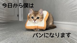 食パンに変身させられてまんざらでもない子猫