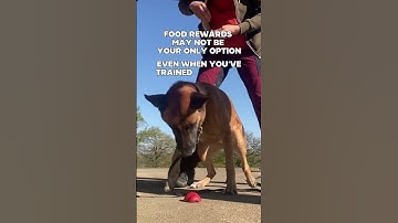 Detection indication training with food - a programme that offers an option to switch to toy reward