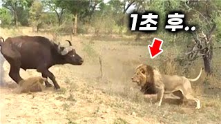 사자에게 딱 걸린 버팔로의 끔찍한 최후