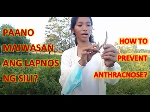 Video: Phytophthora: Kung Paano Maiiwasan At Kung Paano Magamot