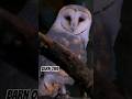 Why Barn Owls Are So Damn Cool