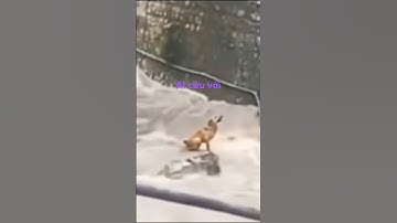 Chú chó mắc kẹt giữa dòng nước giữ #reels #funny #viral #shorts #pets #dog