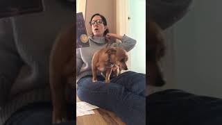 Reading Crispin by Avi, chapter 11