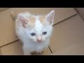 Пристройство бездомных котят/Homeless kittens shelter