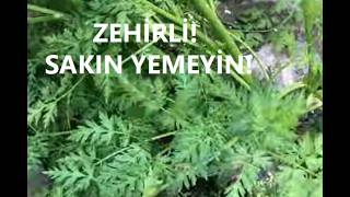 Doğada Yabani Ot Karıştırılan Toplarken Bu 5 Zehi̇rli̇ Ota Dikkat Edin