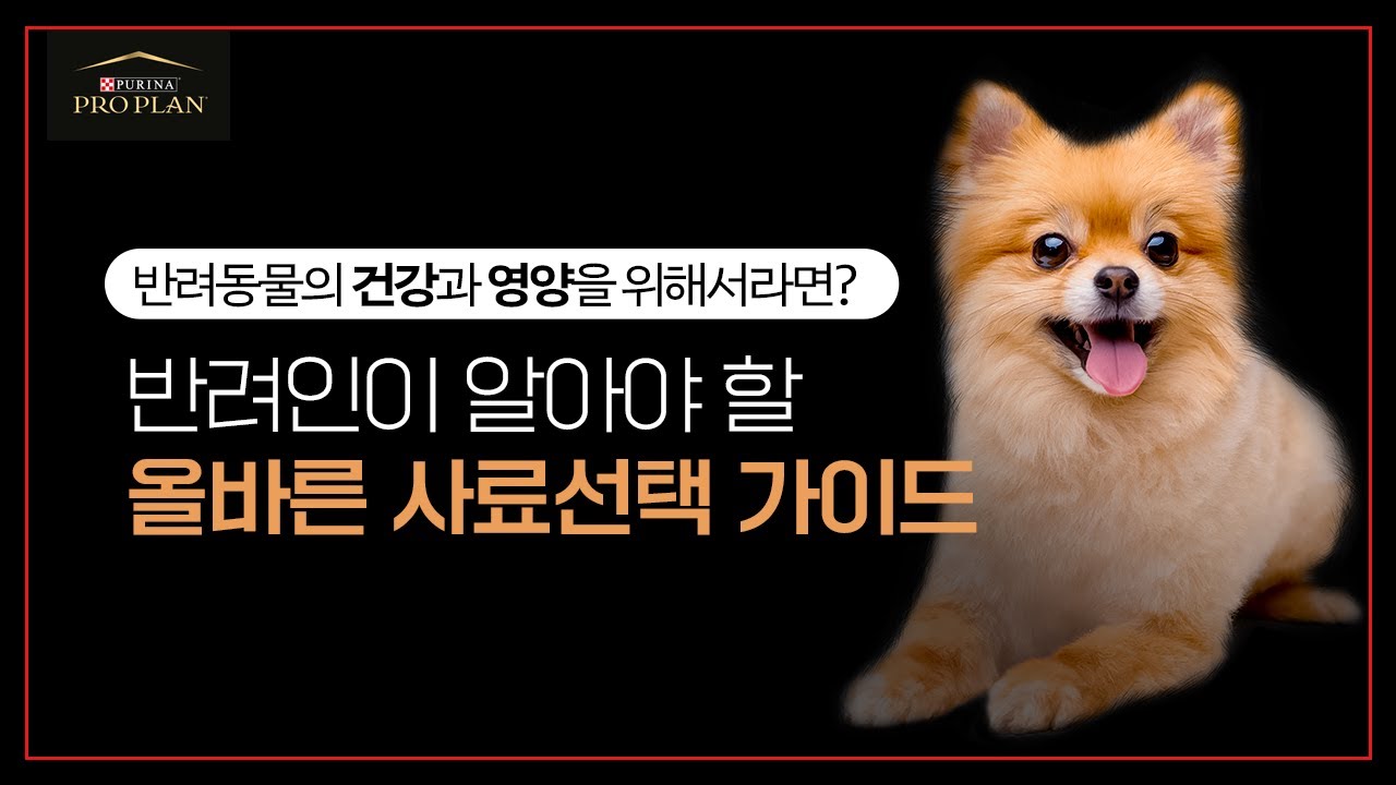 🍗 마음껏 치킨 과자를 뜯어봐요! 치킨 사료 선택 가이드 🦴