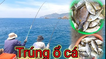 VUONG LT VLOG | câu cá biển | hòn sẹo Nhơn Lý gặp ổ cá giò _ dìa