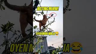 Insting Pemburu Elit #faktaunikkucing