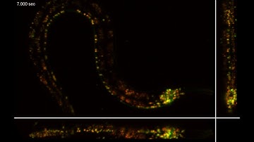 C elegans worm imaged with SCAPE 2.0 at 25 volumes per second